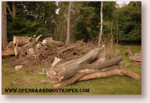 Brandhout is gratis in het bos. Maar het bevat nog teveel vocht om het te gebruiken als haardhout. 