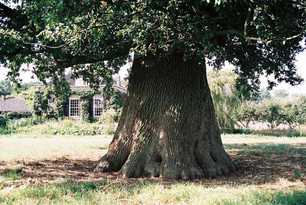 Eikenhout als openhaardhout