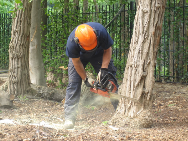 Beukenhout kopen