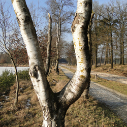 Hout van de berk als openhaardhout